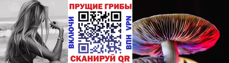 mega   Гороховец  Галлюциногенные грибы Psilocybine cubensis 